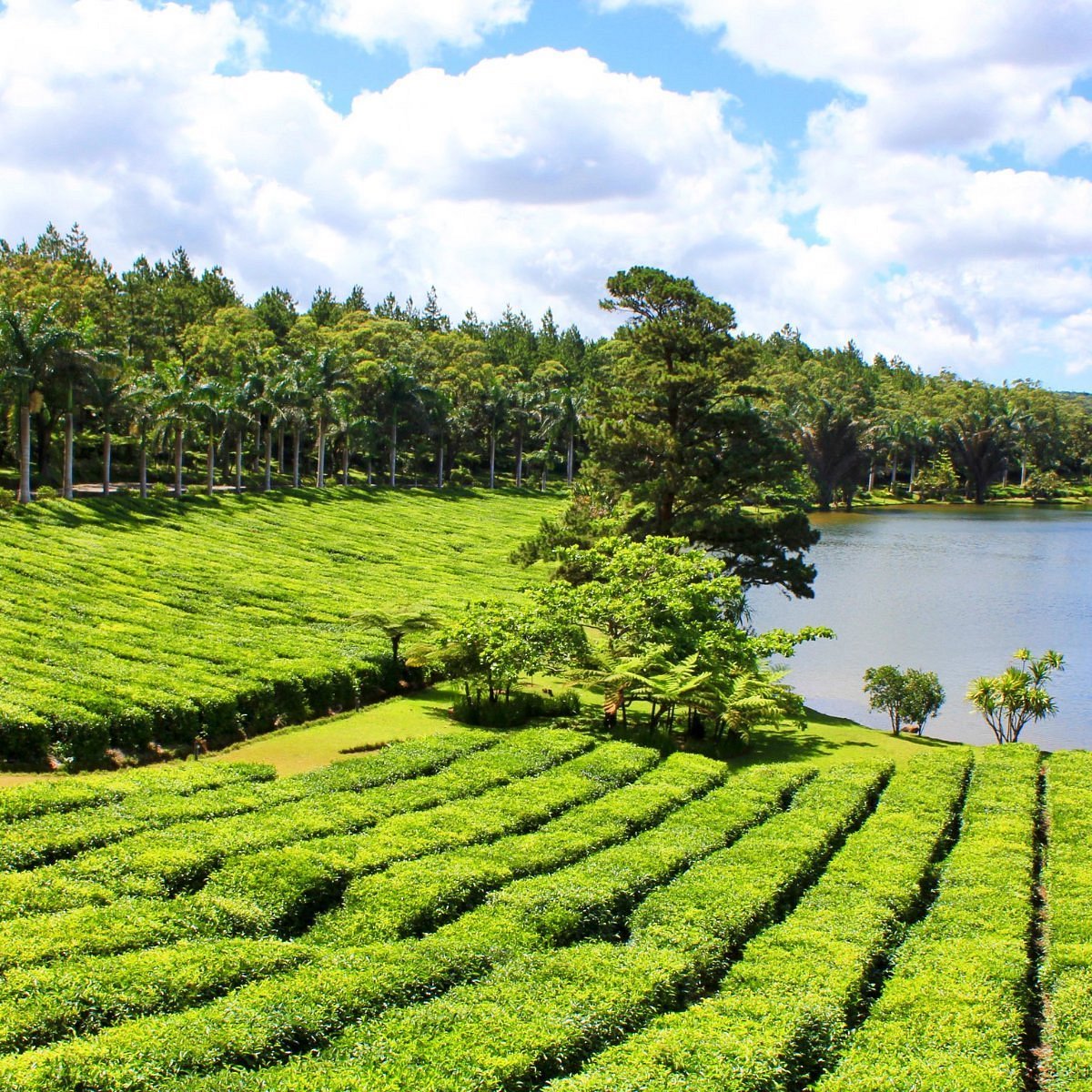 Bois Cheri Tea Factory
